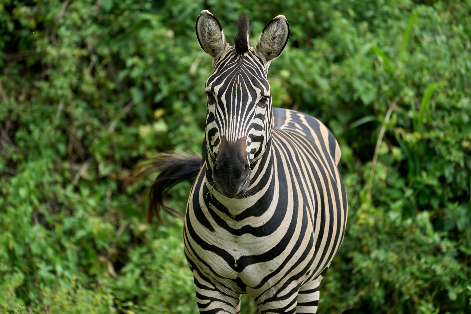 Grande diversité de la faune de la savane
